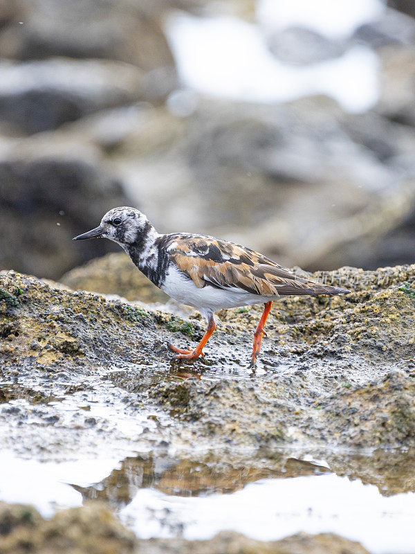 沙德林(Calidris alba) -特内里费岛